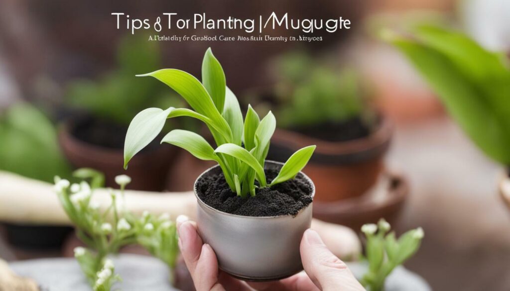 conseils plantation muguet en pot
