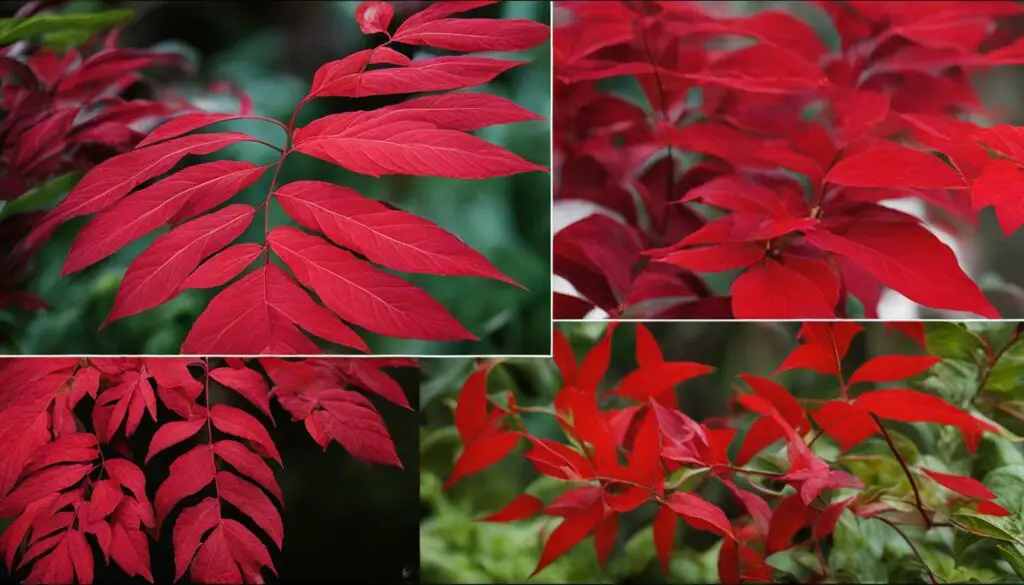 plante vivace feuillage rouge